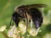 Colletes cunicularius